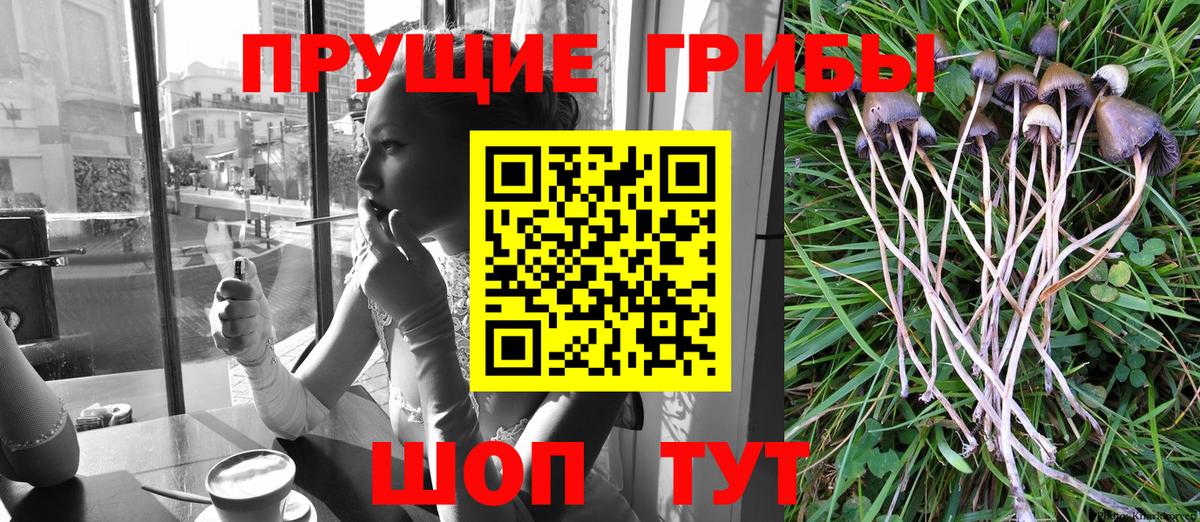 Галлюциногенные грибы GOLDEN TEACHER  Вход с VPN  даркнет сайт  Дедовск 
