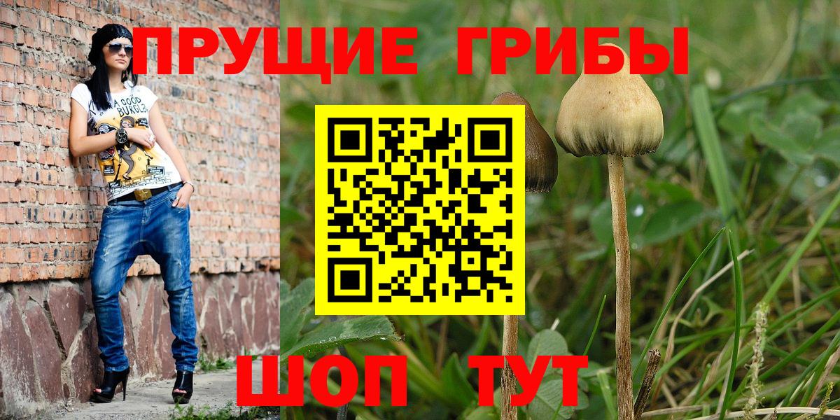 Псилоцибиновые грибы Psilocybe Дедовск